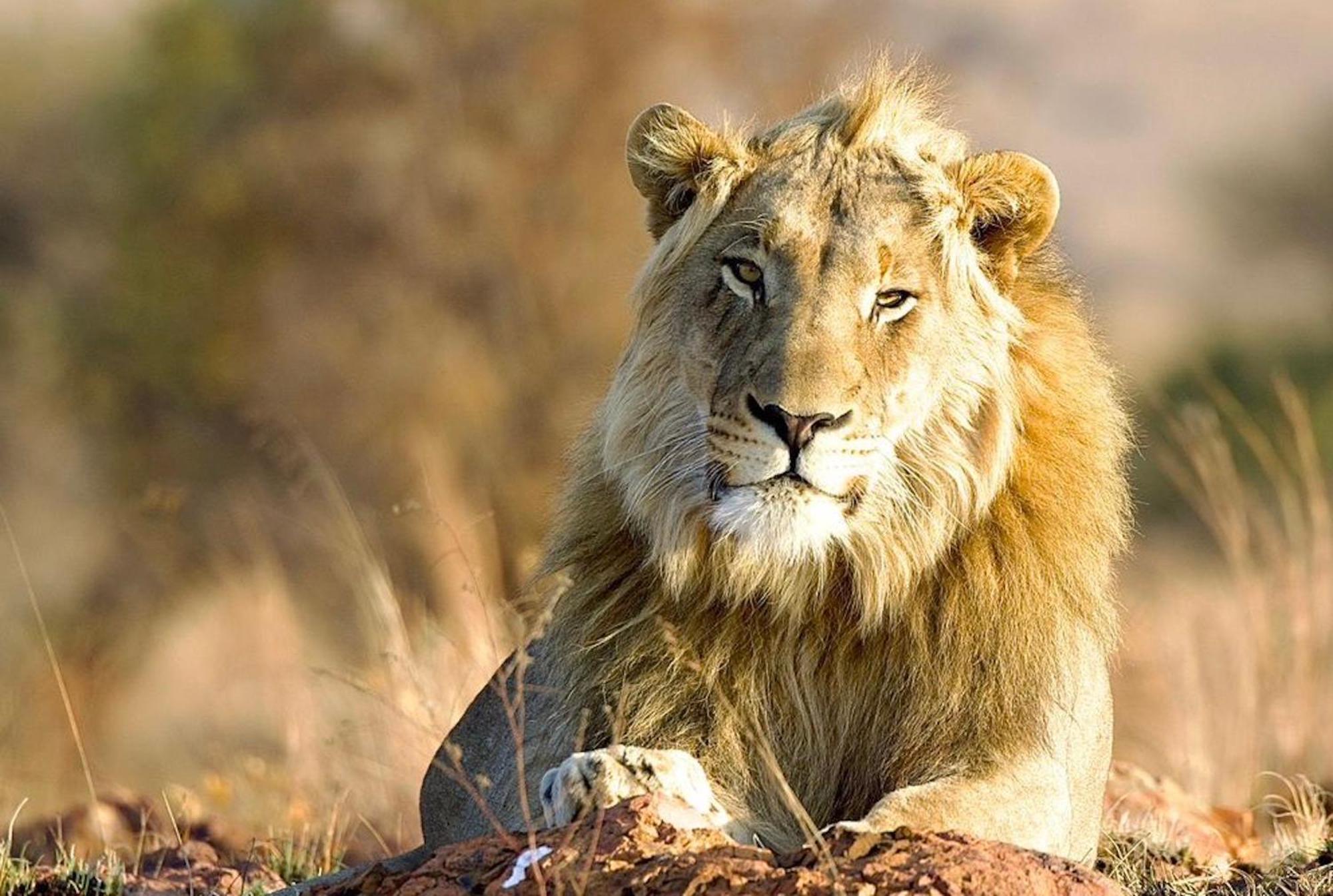 Out In Africa Wildlife Lodge ฮามมันสคราล ภายนอก รูปภาพ