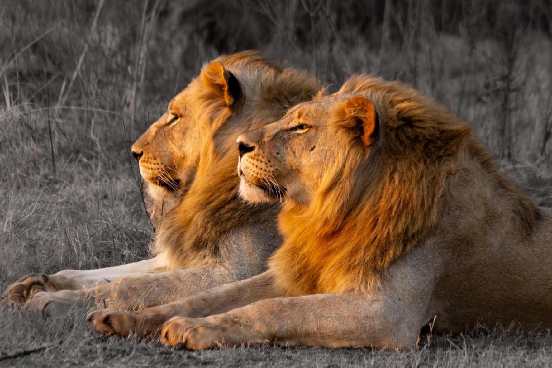 Out In Africa Wildlife Lodge ฮามมันสคราล ภายนอก รูปภาพ